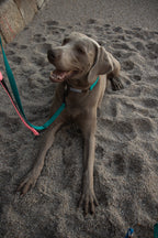 Perro Labrador con correa sostenible en la playa