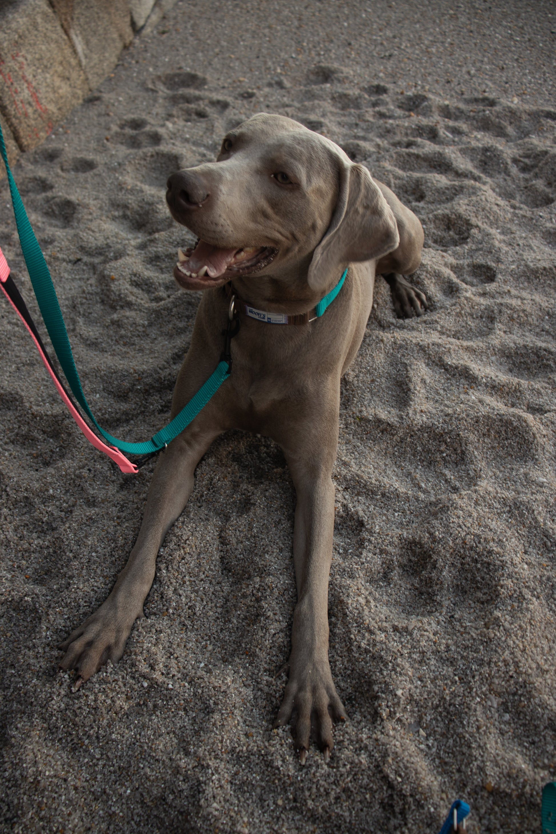 Perro Labrador con correa sostenible en la playa