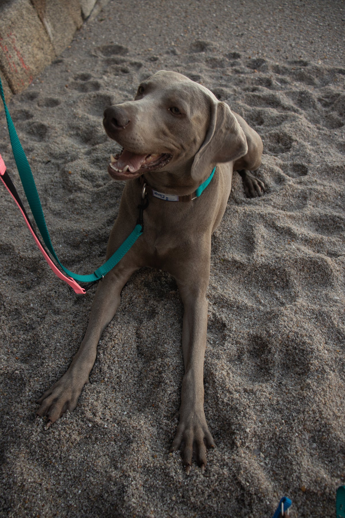 Perro con correa sostenible en la playa