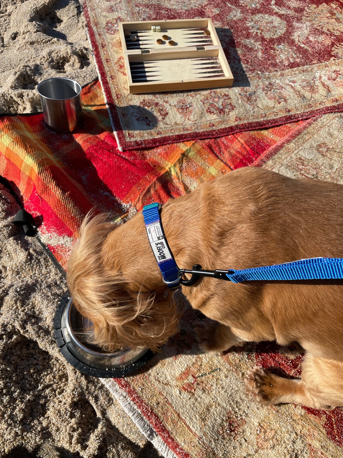Perro con collar y correa sostenible en la playa